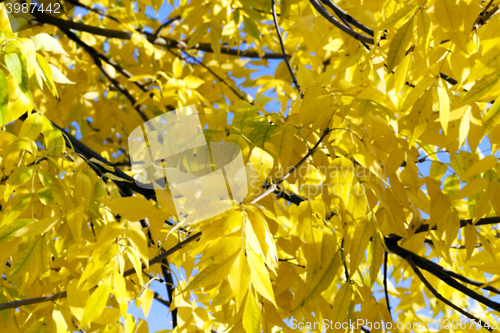 Image of autumn in the park