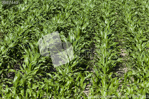 Image of Green corn field