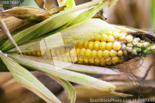 Image of agricultural field , defocus