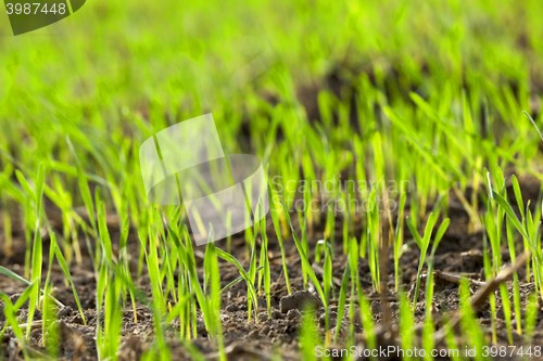 Image of young grass plants, close-up