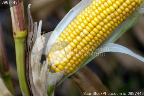 Image of mature corn crop