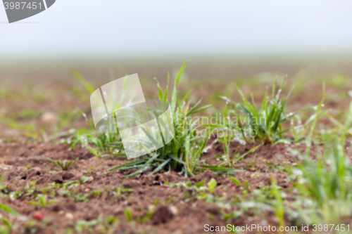 Image of young grass plants, close-up