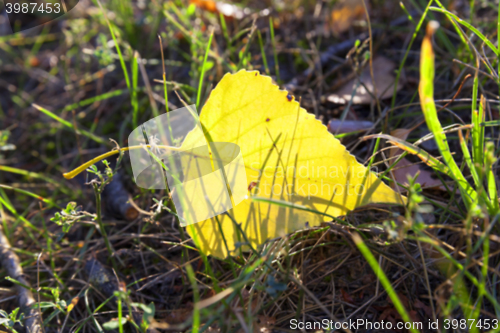 Image of autumn in the park