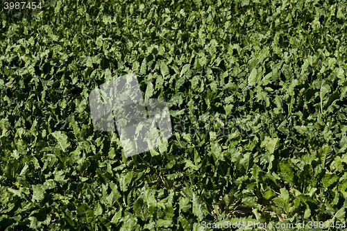 Image of Field with sugar beet