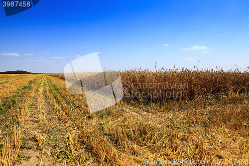 Image of mature cereals , harvest