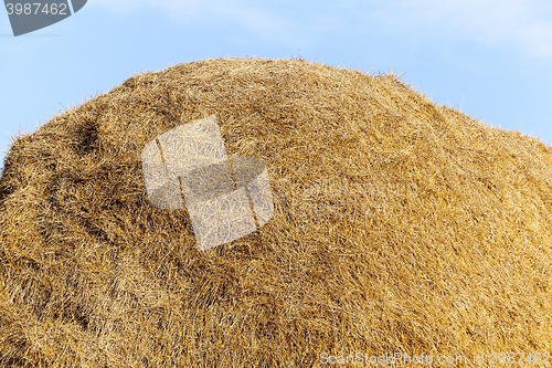 Image of stack of straw in the field