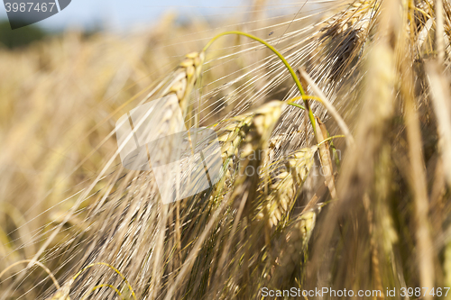 Image of ripe yellow cereals