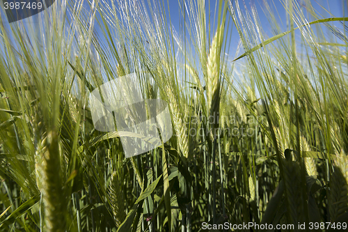 Image of immature grass sky