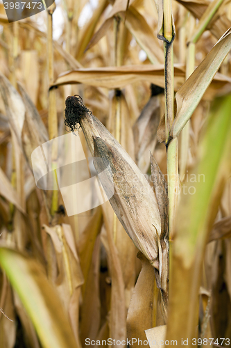 Image of mature corn crop