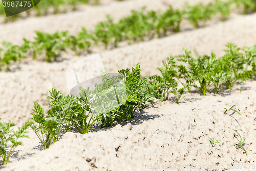 Image of green carrot field