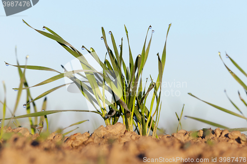 Image of young grass plants, close-up