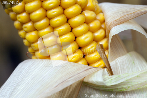 Image of ripe corn, autumn