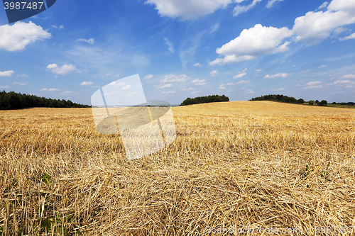 Image of harvest of cereals