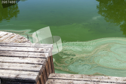 Image of Water in the swamp