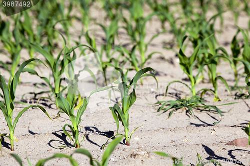 Image of Field of green corn