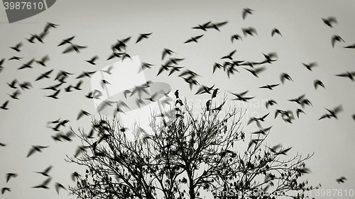 Image of Birds flying away from the tree 