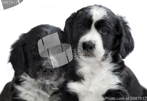 Image of puppies on white background