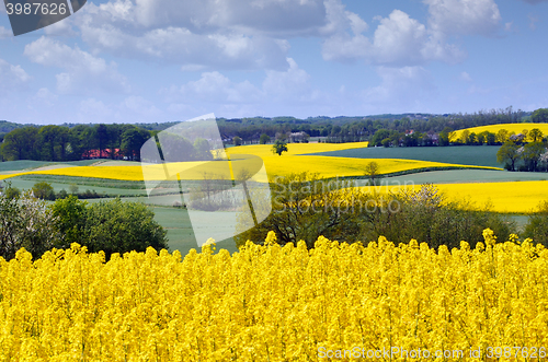 Image of Yellow rapeseed field in the spring 