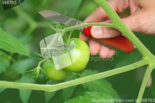 Image of green tomato