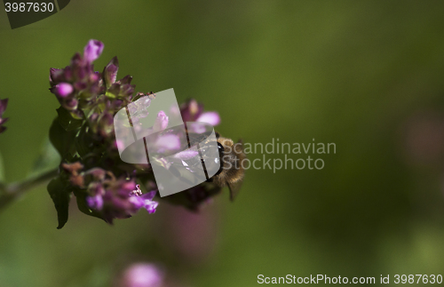 Image of 