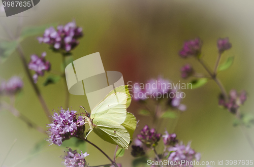 Image of 
