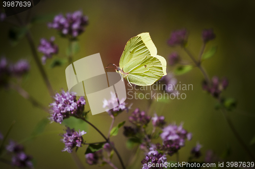 Image of flying brimstone butterfly