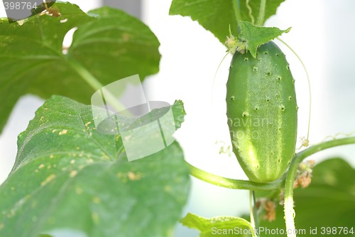 Image of Cucumber on Branch