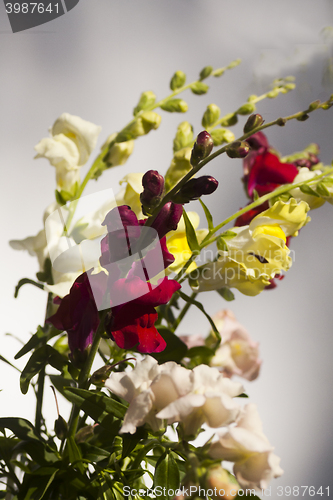 Image of snapdragons