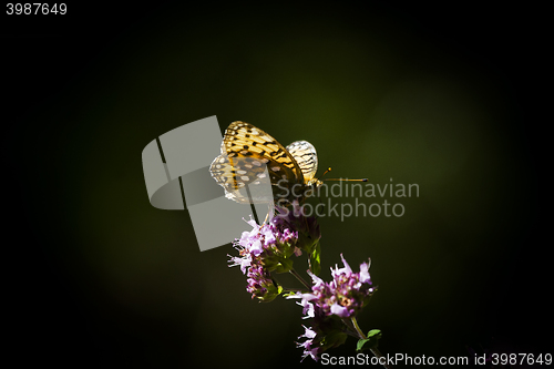 Image of 