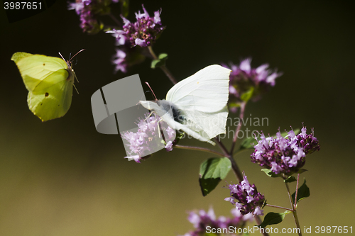 Image of butterflies