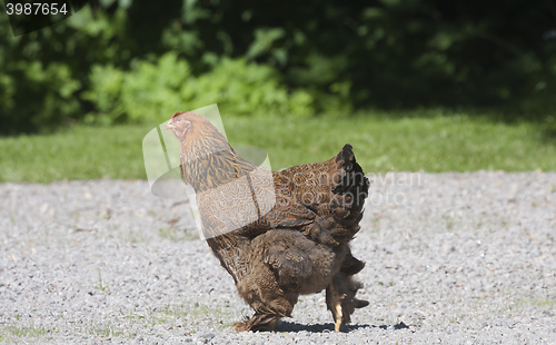 Image of brown hen