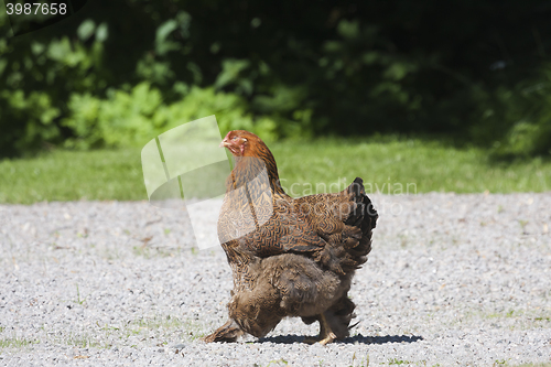 Image of brown hen