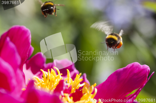 Image of flying bumble bees