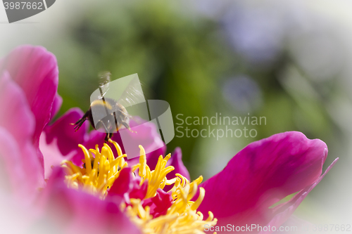 Image of bumble bee over peaony