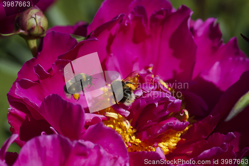 Image of buzzing bumble bees