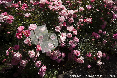 Image of roses