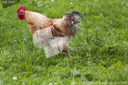 Image of hen in the grass