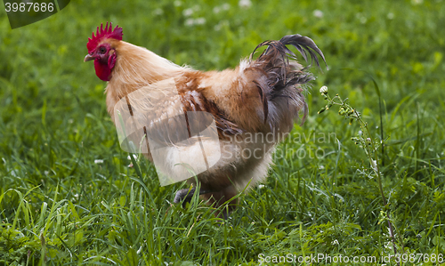 Image of hen