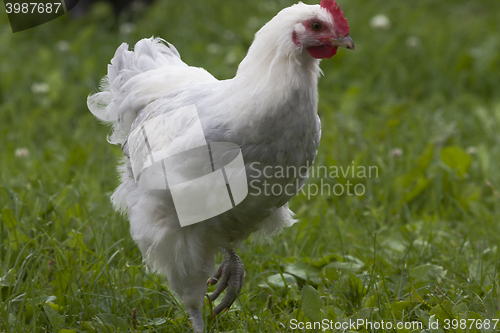 Image of hen