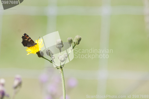 Image of butterfly