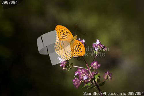 Image of orange butterfly