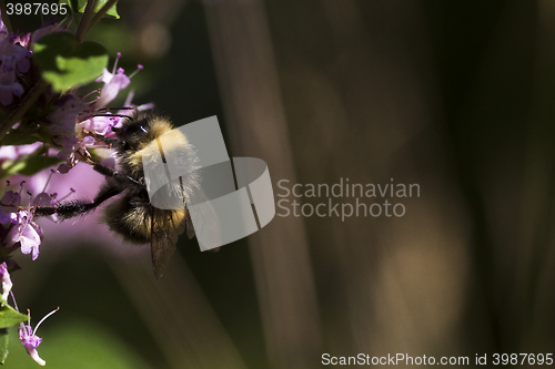 Image of 