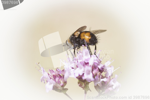 Image of fly