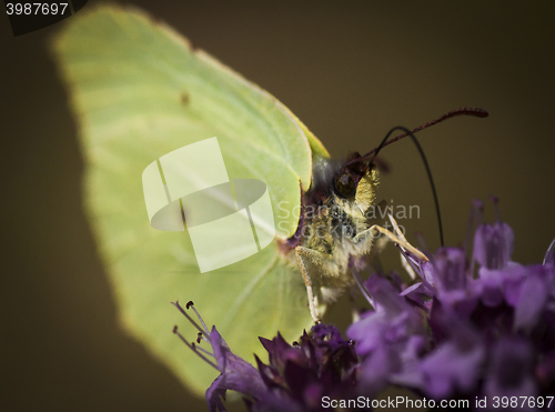 Image of brimstone butterfly