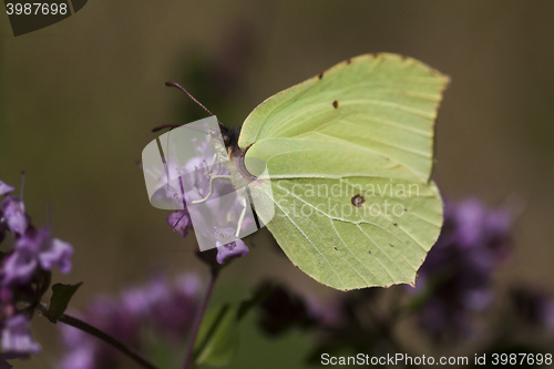 Image of brimstone butterfly