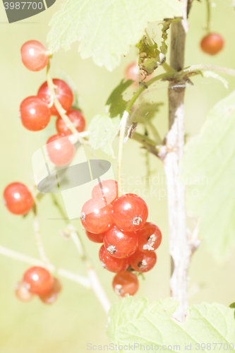 Image of red currants