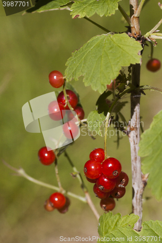 Image of red currants