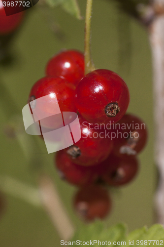 Image of red currants