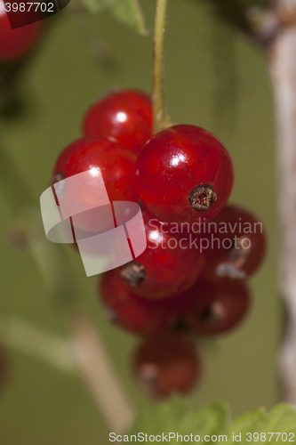 Image of red currants