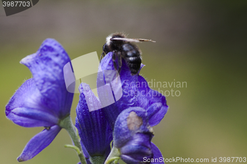 Image of fly on aconite